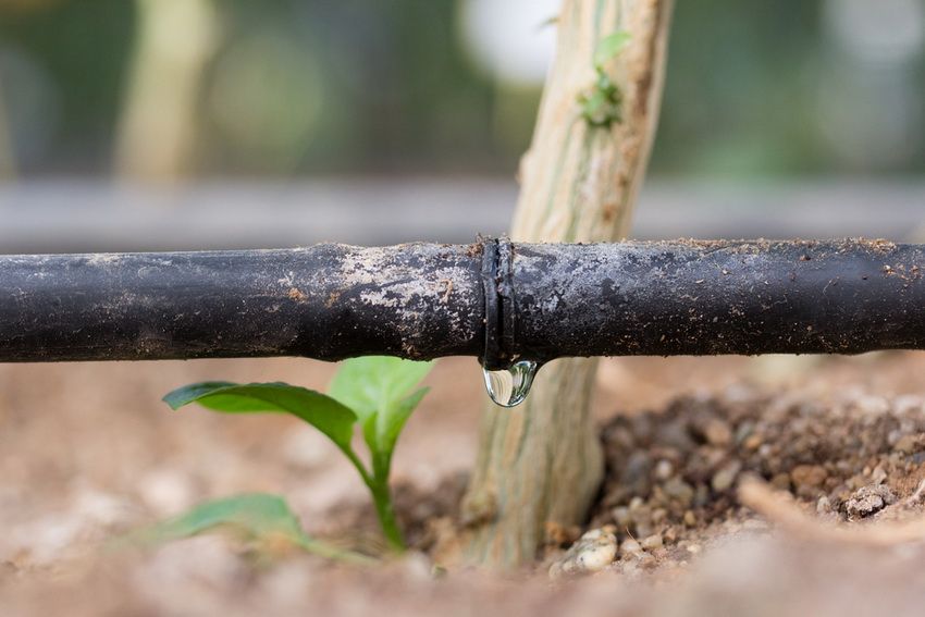 Irrigazione a goccia dalla canna per la serra: la garanzia di un buon raccolto per molti anni