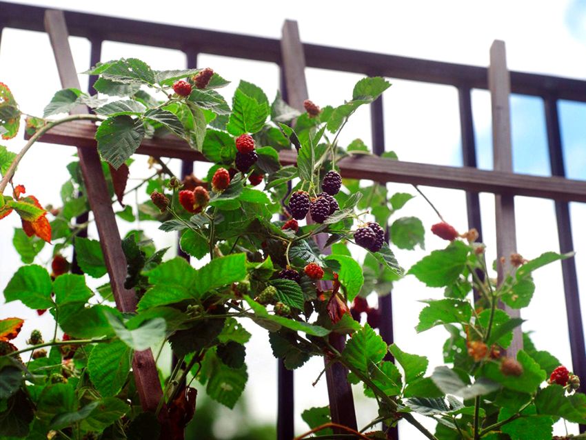 Raspberry Tapestry: prodotto per la cura delle piante ottimale