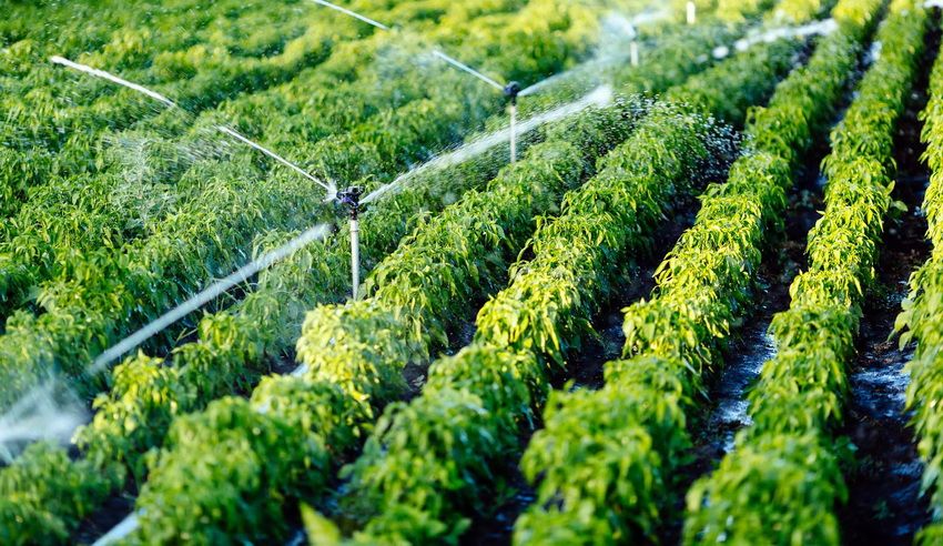 Sistema di irrigazione nel paese: una varietà di opzioni per l'irrigazione delle piante