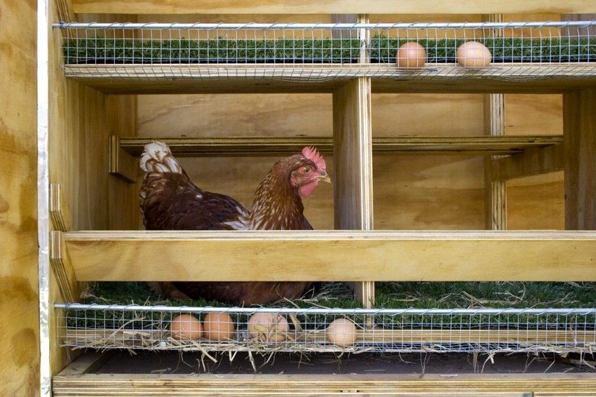 Nido per galline ovaiole con le sue mani: foto, misure, consigli