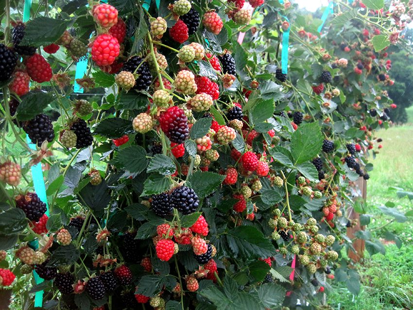 Raspberry Tapestry: prodotto per la cura delle piante ottimale
