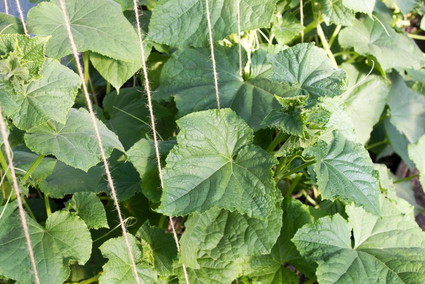 Arazzo per cetrioli: un modo semplice e conveniente per ottenere un raccolto eccellente