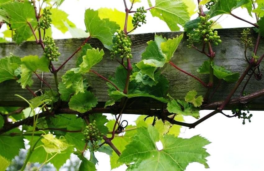 Traliccio per l'uva: supporto ottimale per le piante rampicanti