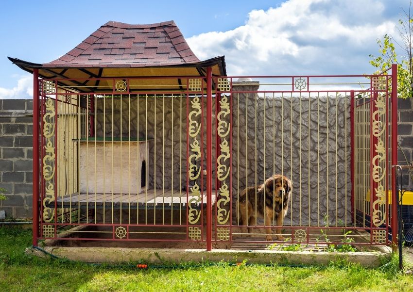 Voliera per cani: foto di progetti di successo realizzati da te
