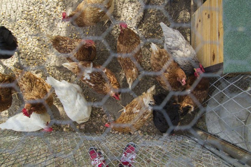 Pollaio invernale con le tue mani su 20 polli: caratteristiche e consigli per fare